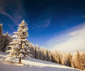 Winter cedar landscape Stock Photo 07