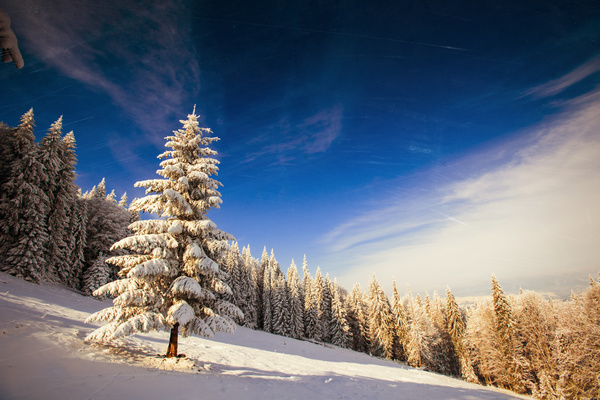 Winter cedar landscape Stock Photo 07