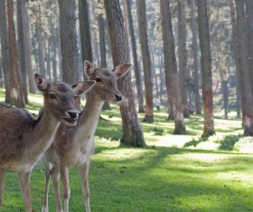 Woods fallow deer Stock Photo