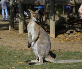 Zoo kangaroo Stock Photo