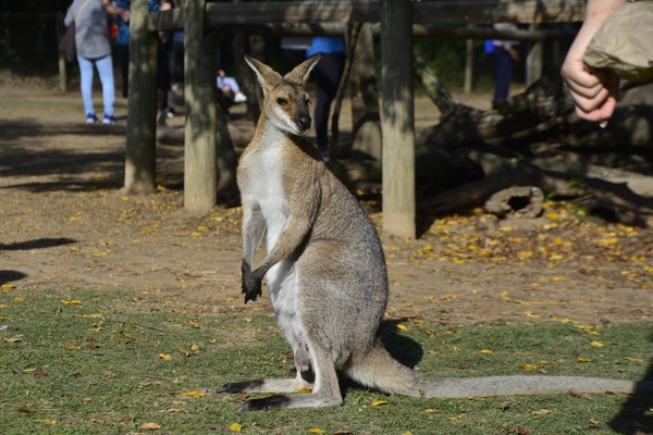 Zoo kangaroo Stock Photo