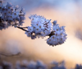 fresh fragile flowers Stock Photo