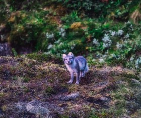 little arctic fox Stock Photo