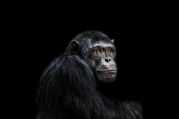 Adult gorillas Stock Photo 02