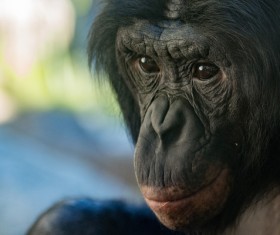 Adult gorillas Stock Photo 03