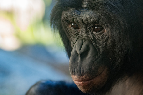 Adult gorillas Stock Photo 03