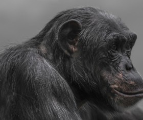 Adult gorillas Stock Photo 04