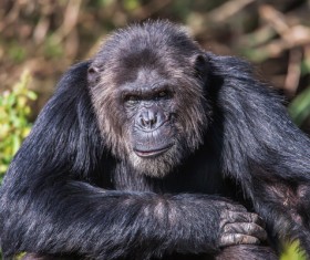 Adult gorillas Stock Photo 05