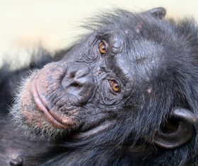 Adult gorillas Stock Photo 06