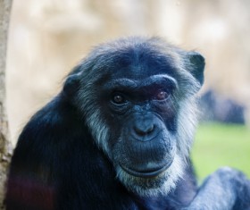 Adult gorillas Stock Photo 08
