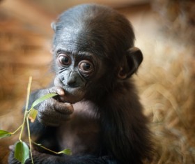 Baby orangutan eating leaves Stock Photo