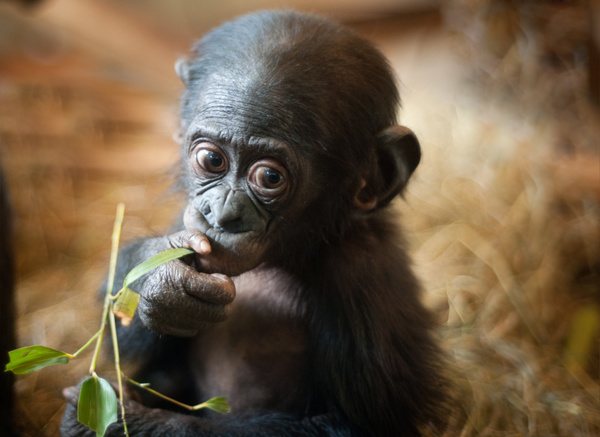 Baby orangutan eating leaves Stock Photo
