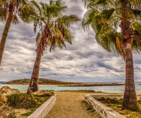 Beach palm tree Stock Photo