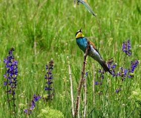 Beautiful bird Stock Photo