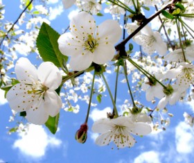 Beautiful blooming white flowers Stock Photo 01