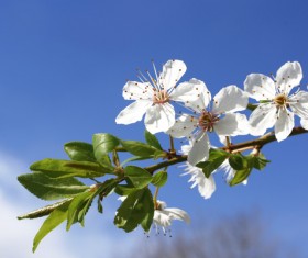 Beautiful blooming white flowers Stock Photo 02