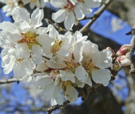 Beautiful blooming white flowers Stock Photo 03