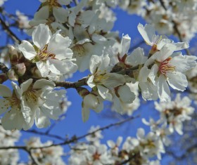 Beautiful blooming white flowers Stock Photo 04