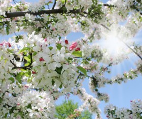 Beautiful blooming white flowers Stock Photo 05