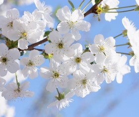 Beautiful blooming white flowers Stock Photo 06