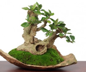Beautiful bonsai tree gesture Stock Photo