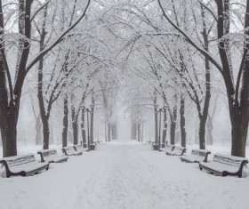Beautiful park snow scene Stock Photo