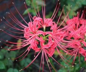 Beautiful pink flower Lycoris Stock Photo