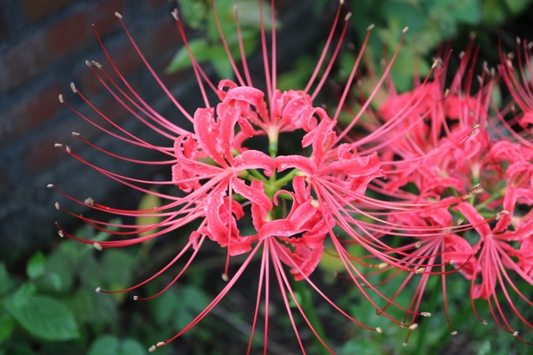 Beautiful pink flower Lycoris Stock Photo