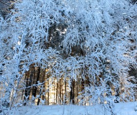 Beautiful rime Stock Photo 01