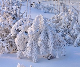 Beautiful rime Stock Photo 02