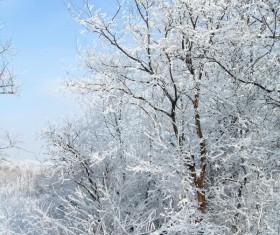 Beautiful winter rime Stock Photo 01