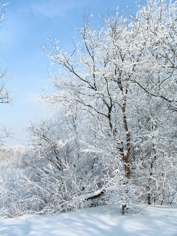 Beautiful winter rime Stock Photo 01 free download