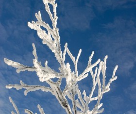 Beautiful winter rime Stock Photo 02
