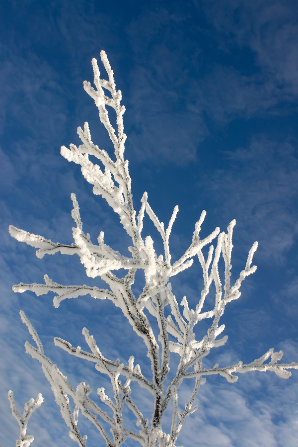 Beautiful winter rime Stock Photo 02