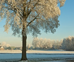 Beautiful winter rime Stock Photo 03