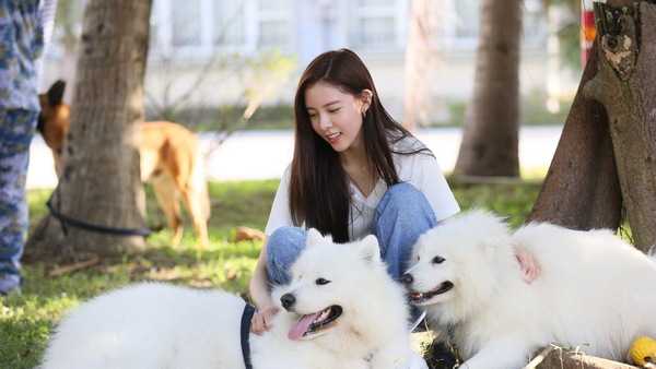 Beauty girl and Samoyed dog Stock Photo