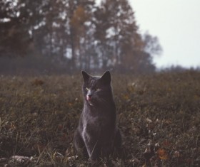 Black cats on the field meadows Stock Photo
