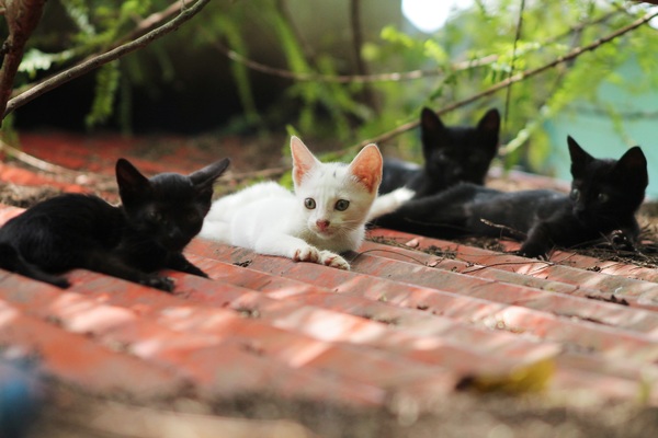 Black kitten and white kitten on the roof Stock Photo
