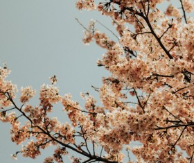Blooming fresh flowers on branch Stock Photo