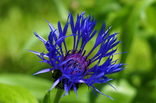 Blue cornflower Stock Photo