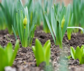 Budding narcissus Stock Photo