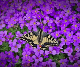 Butterfly closeup on purple flower Stock Photo