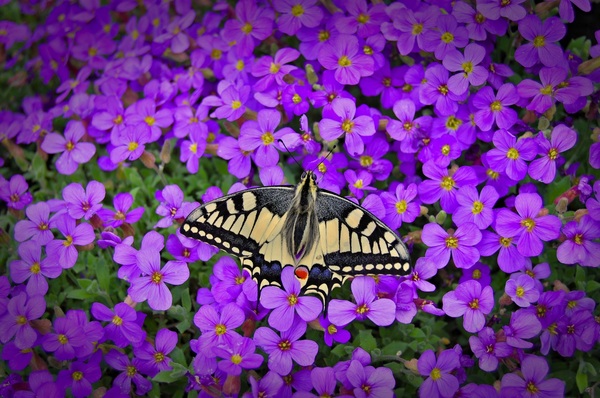 Butterfly closeup on purple flower Stock Photo