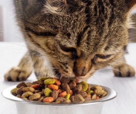 Cat eating food Stock Photo