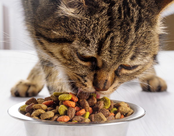 Cat eating food Stock Photo - Animal stock photo free download