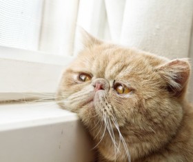 Cat leaning on the windowsill Stock Photo