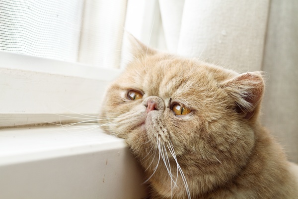 Cat leaning on the windowsill Stock Photo