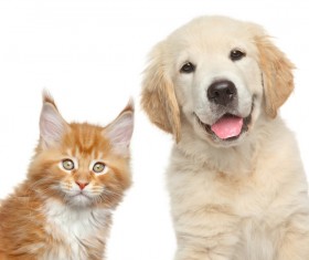 Cats and puppies Stock Photo 01