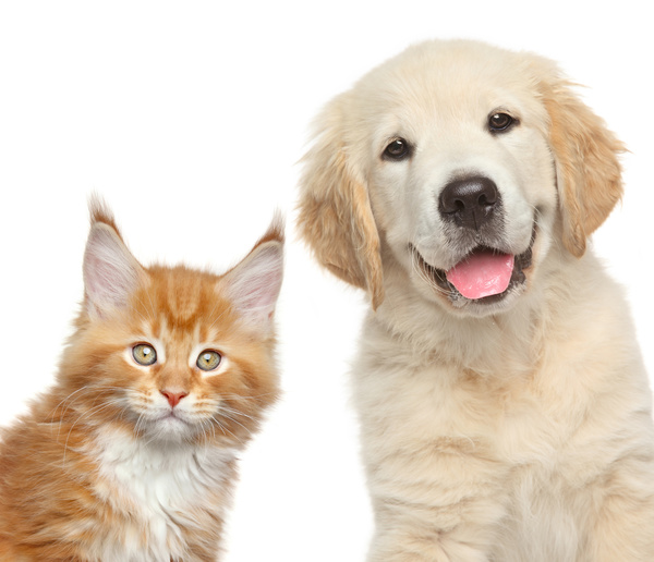 Cats and puppies Stock Photo 01