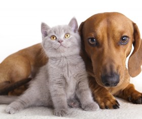Cats and puppies Stock Photo 02